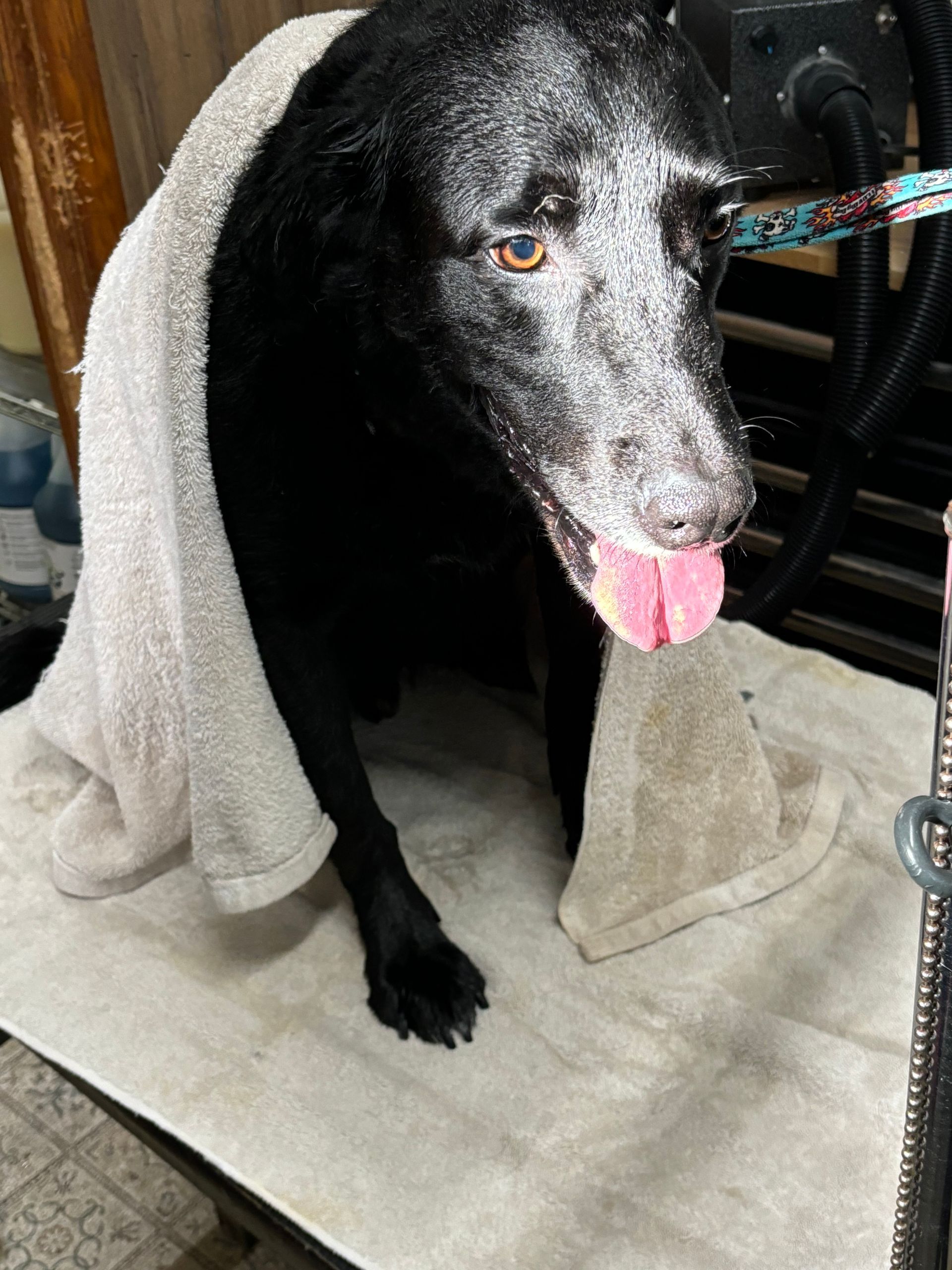 A black dog is wrapped in a white towel.