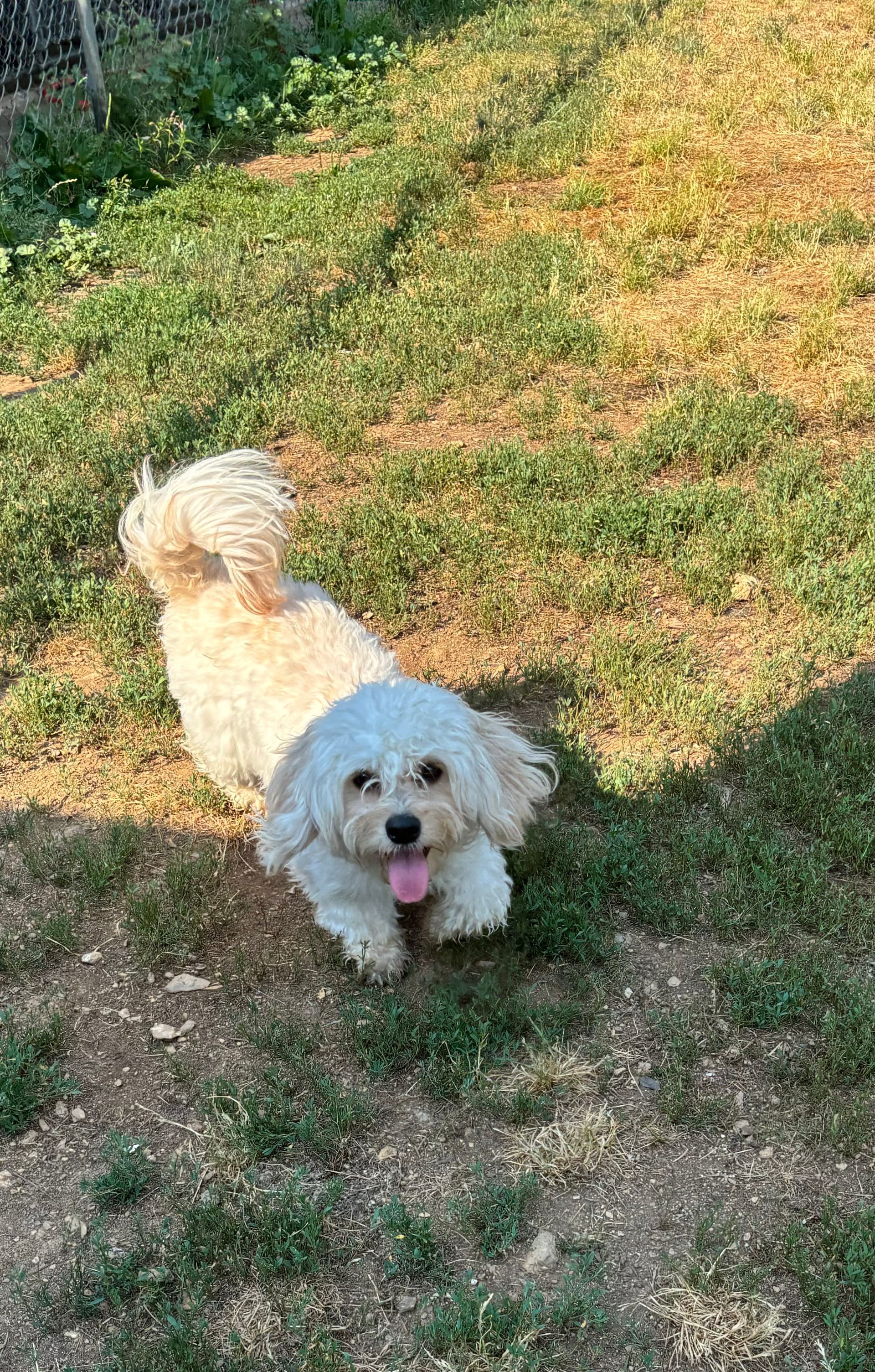 A small white dog is laying in the grass with its tongue hanging out.