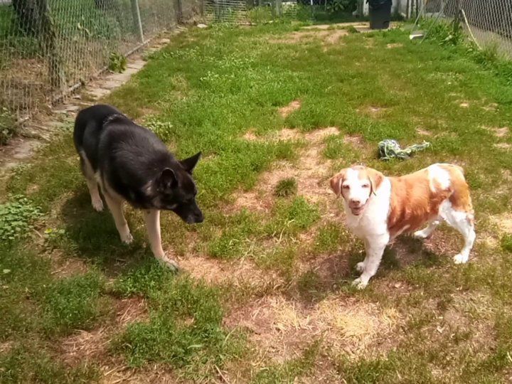 Two dogs are standing in the grass looking at each other.