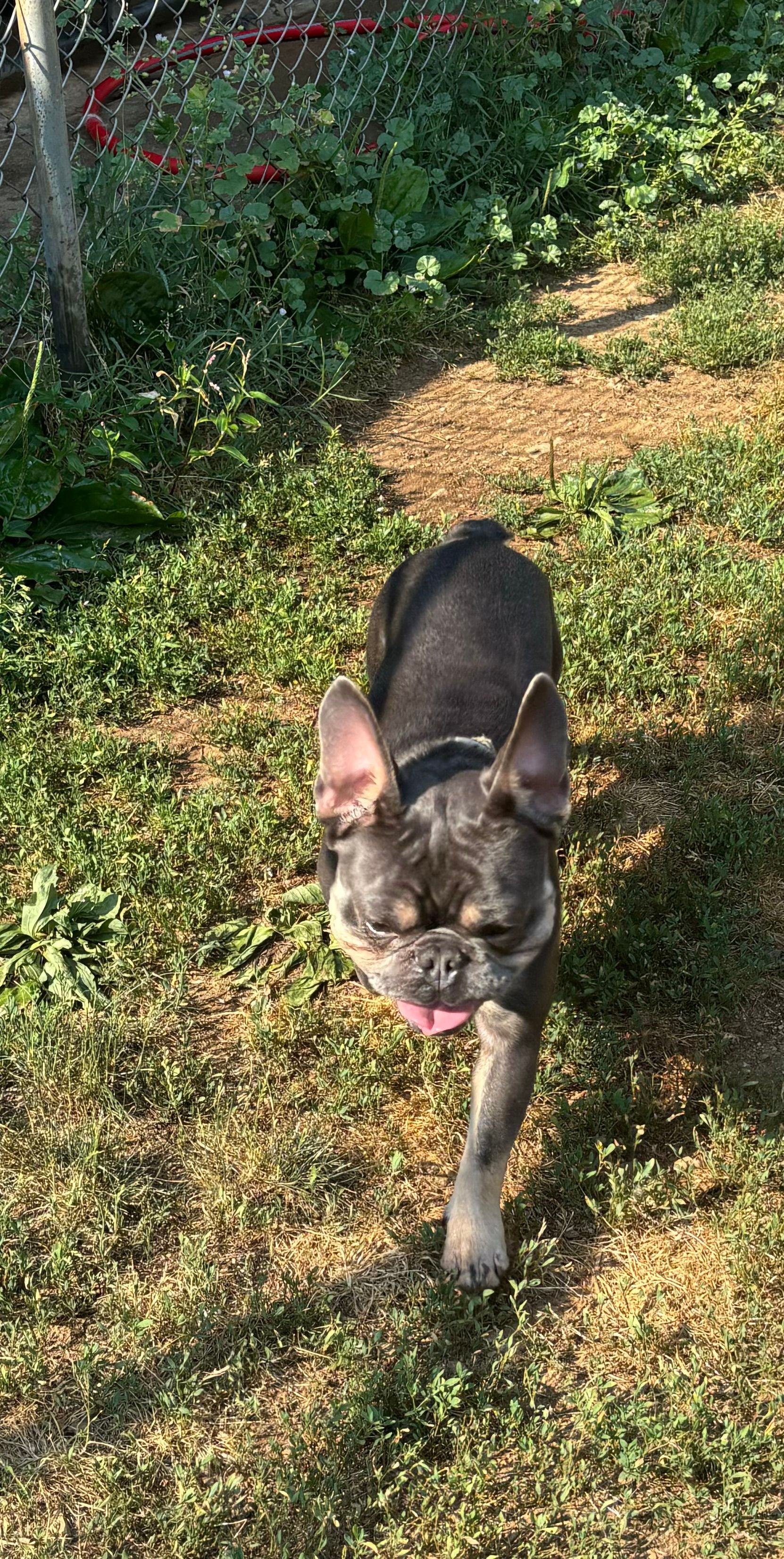 A french bulldog puppy is running in the grass.