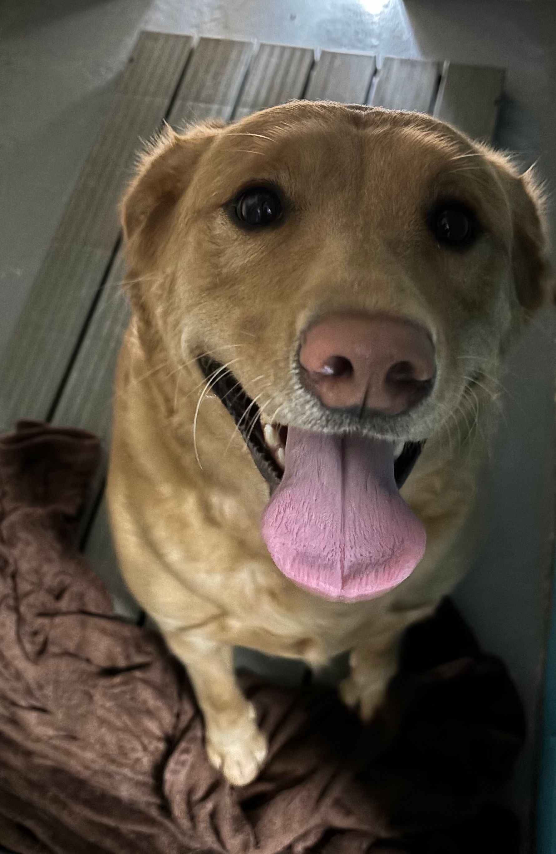 A close up of a dog with its tongue hanging out.