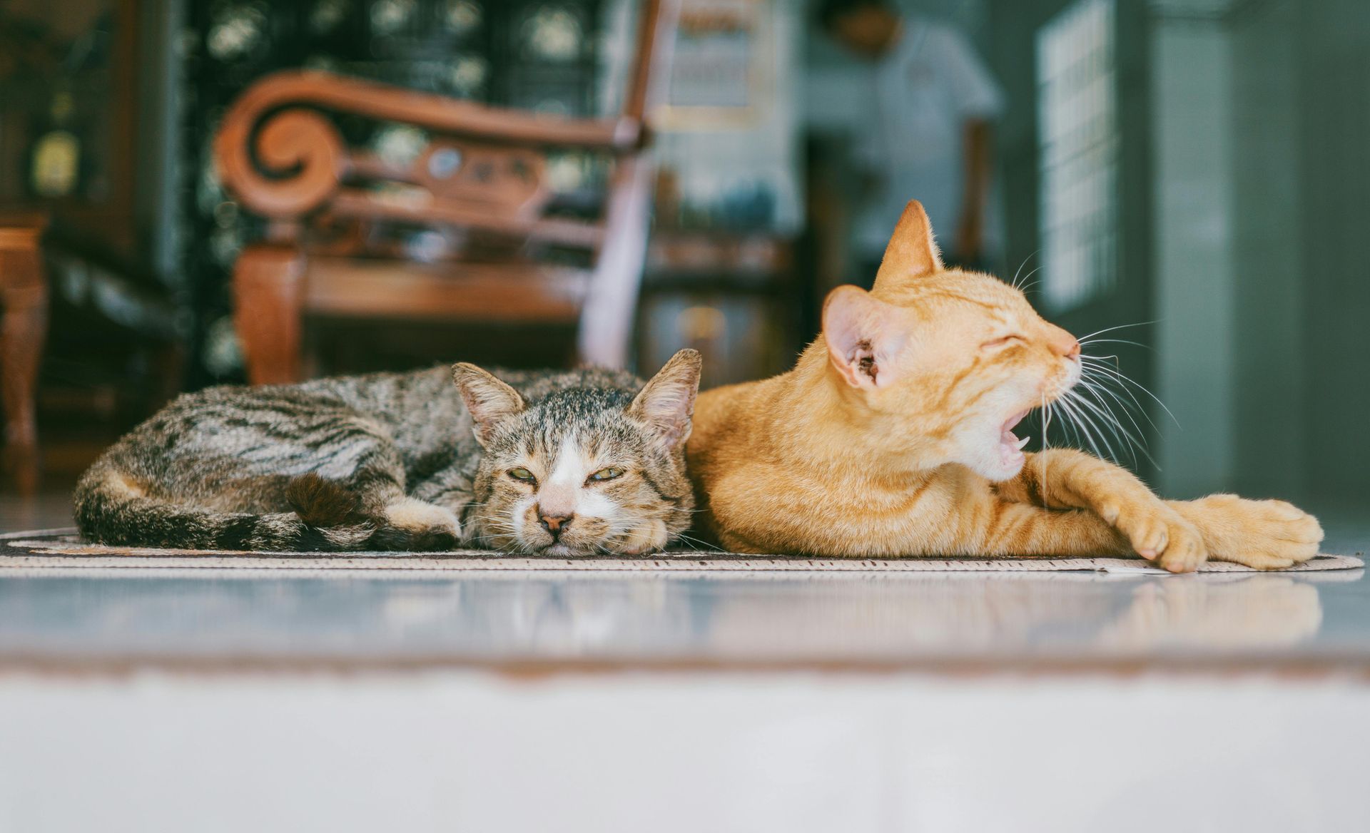 Two cats are laying on a rug on the floor.