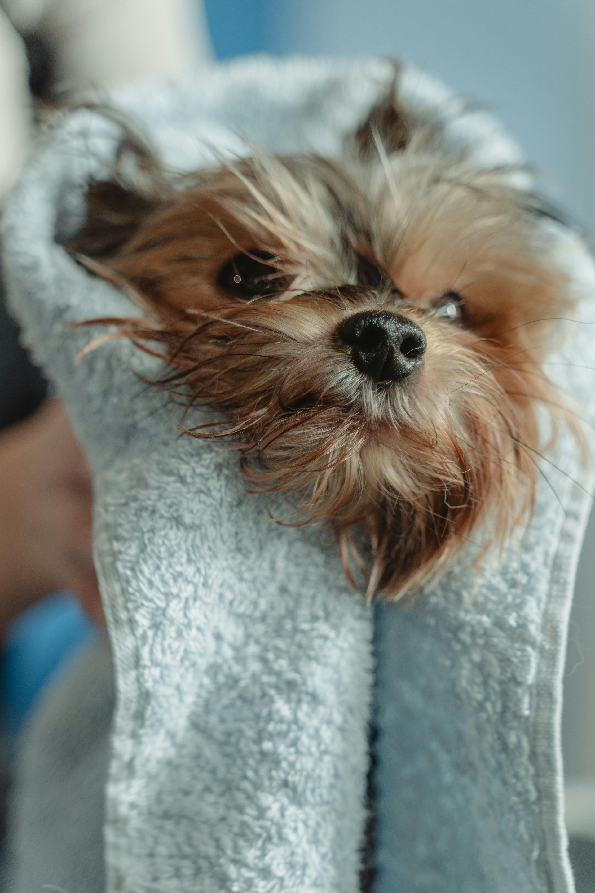 A small dog is wrapped in a towel.
