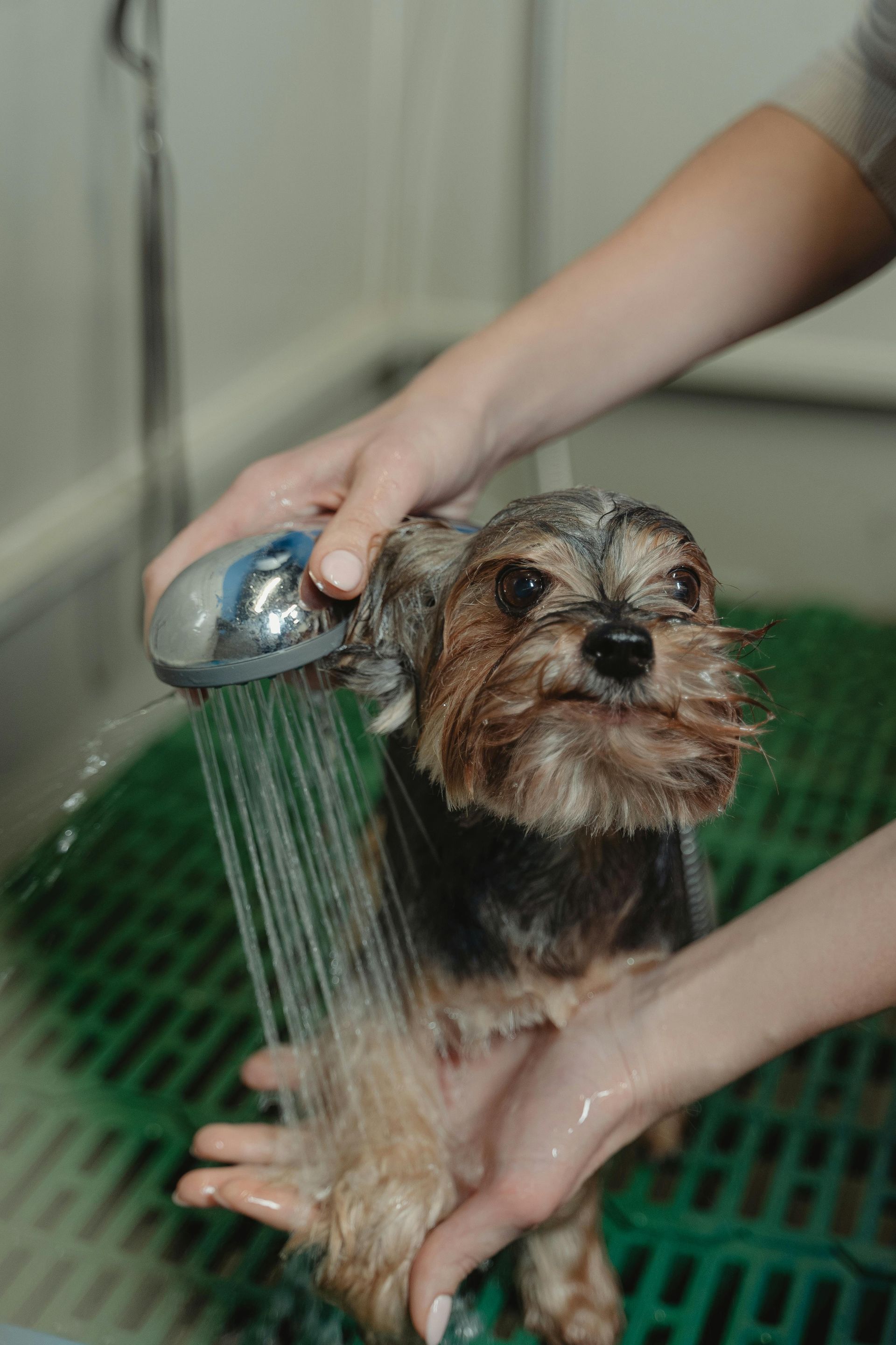 A person is washing a small dog under a shower head.