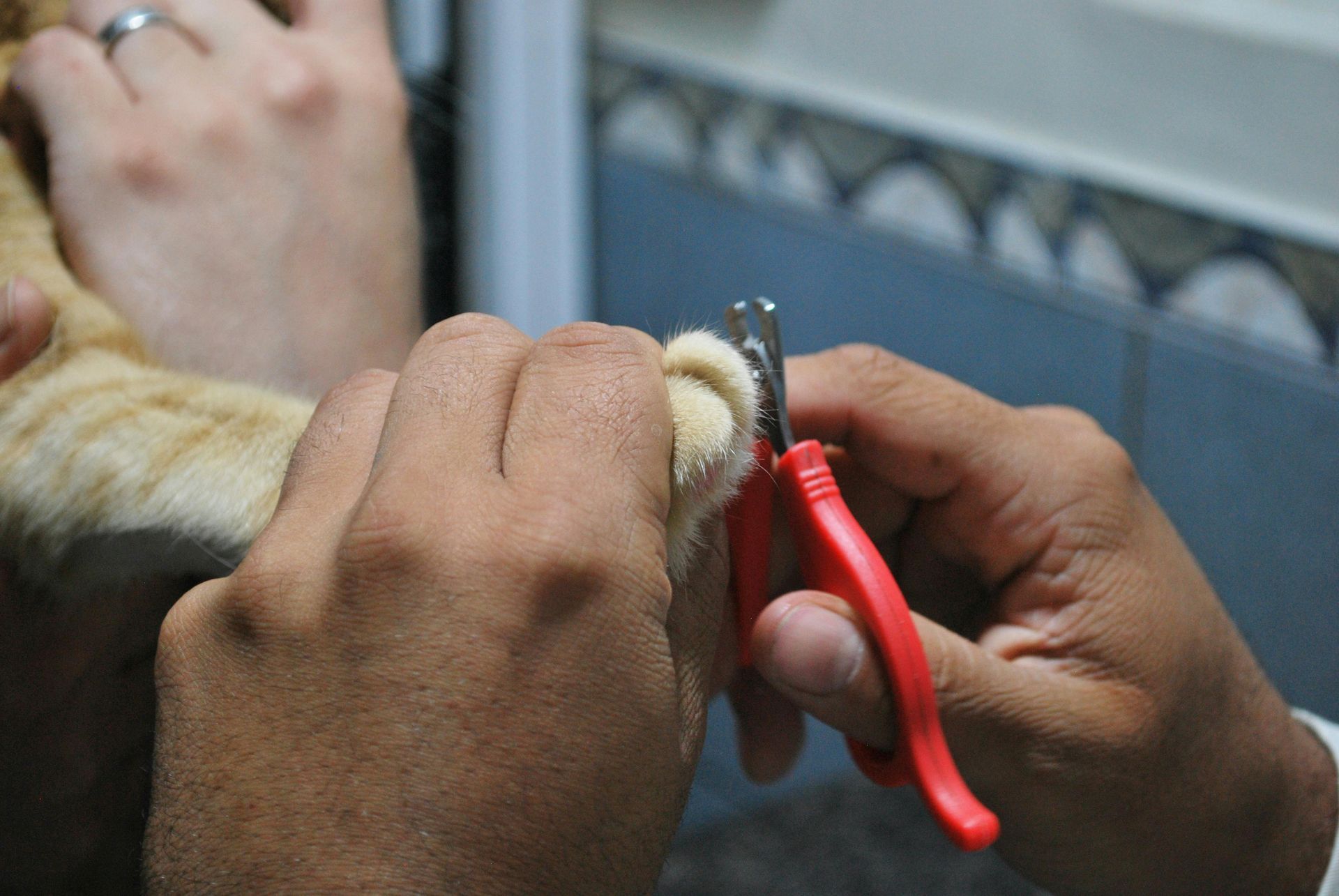 A person is cutting a cat 's nails with a pair of scissors.