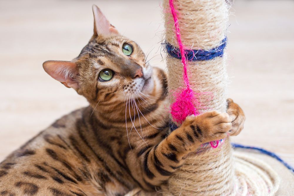 A bengal cat is playing with a toy on a scratching post.