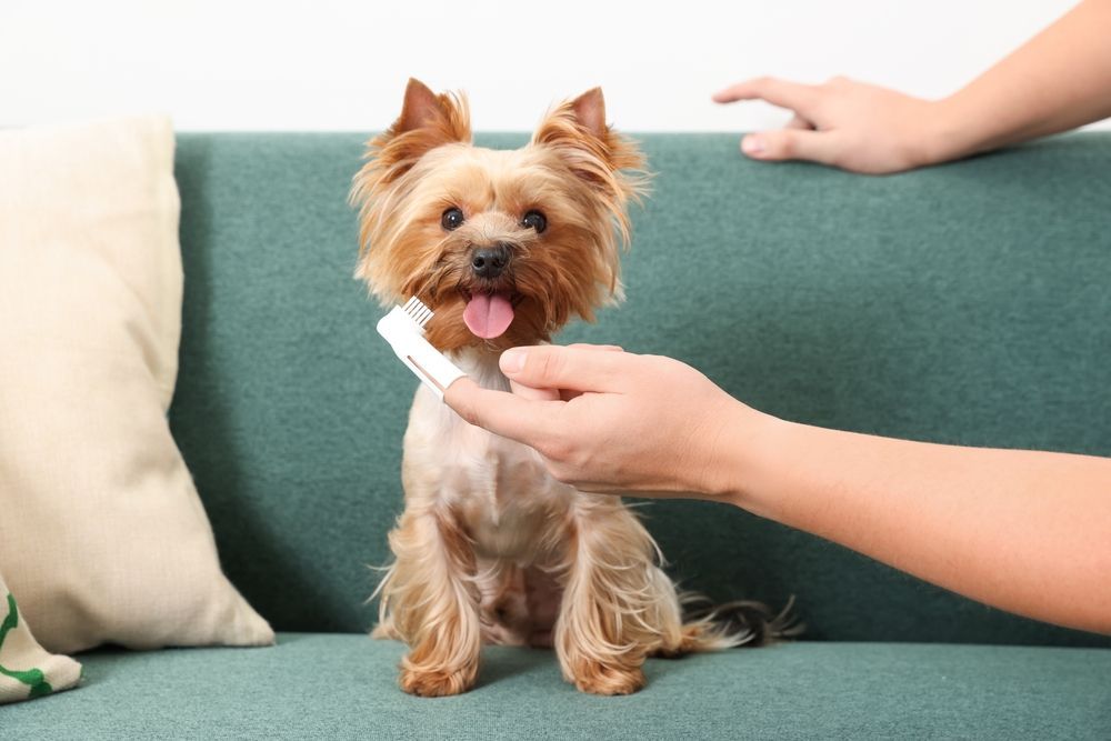 A person is brushing a small dog 's teeth on a couch.