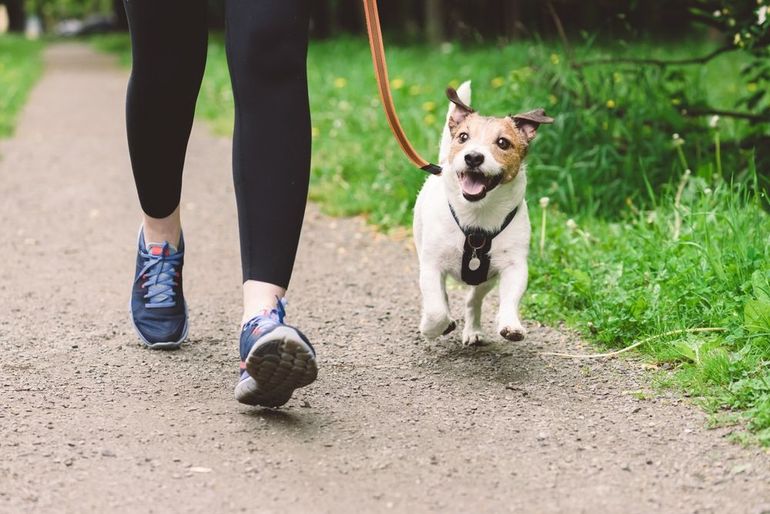 A person is walking a small dog on a leash.
