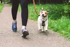 A person is walking a small dog on a leash.