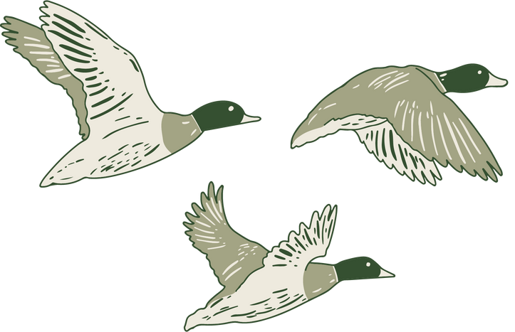 Three ducks with green heads flying with outstretched wings.