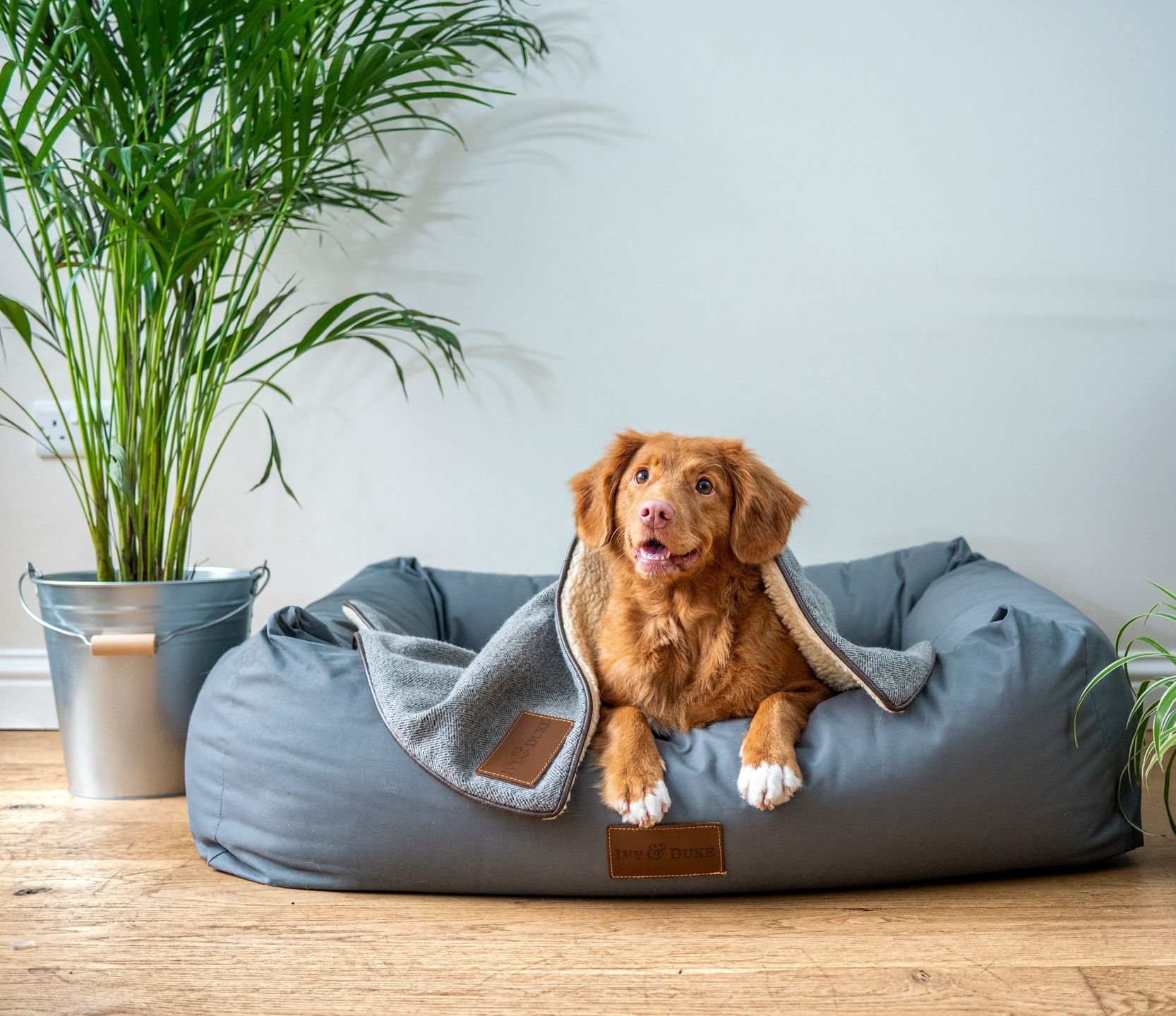 Dog curled up in bed, covered by blanket, with plant and bucket next to bed.