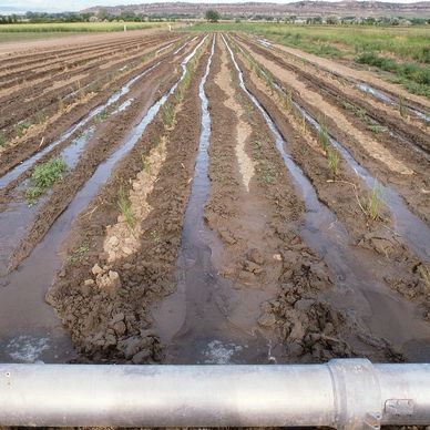 Flood Irrigation Experience in Cornville, AZ