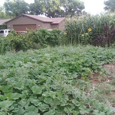 Native Vegetables in Cornville, AZ