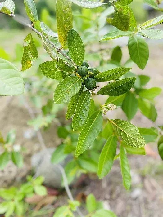small fruit budding from tree branch with green leaves
