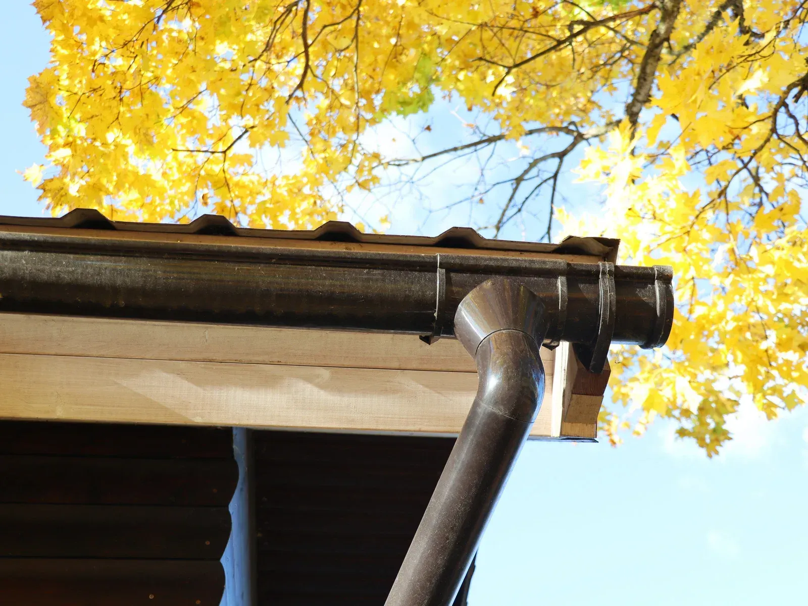 Gutter and downspout under a roof with bright yellow autumn leaves overhead