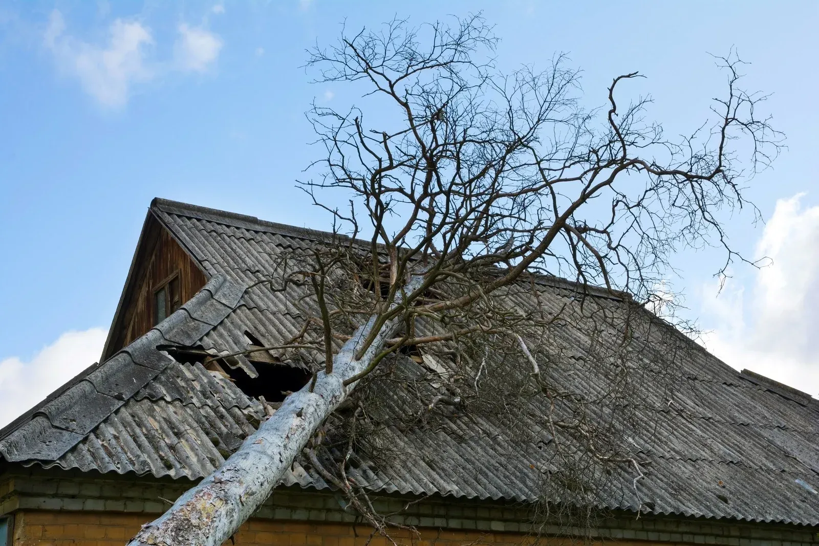 Leafless tree leaning over a weathered wooden house roof under a blue sky