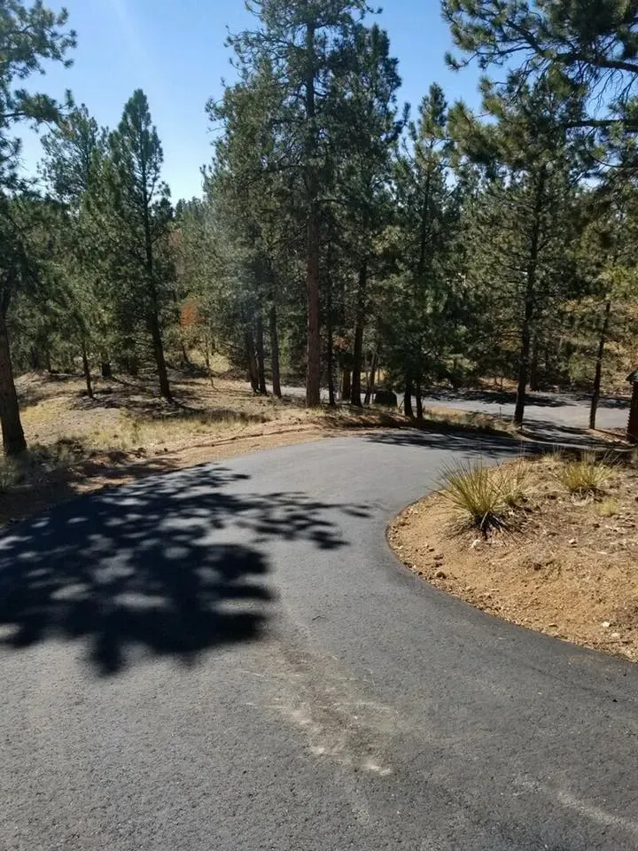 asphalt pines 6