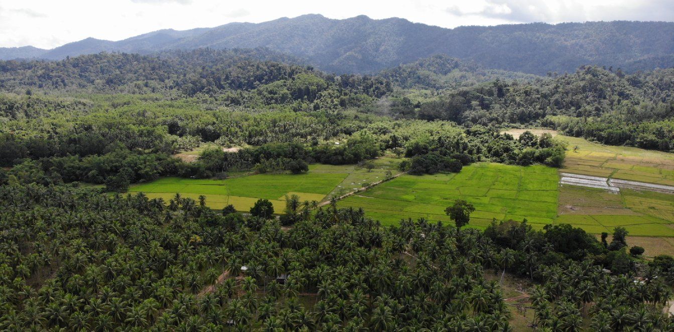 An aerial view of a lush green forest with mountains in the background.