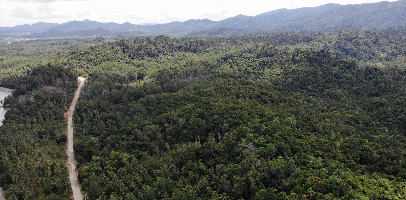 An aerial view of a lush green forest with mountains in the background.