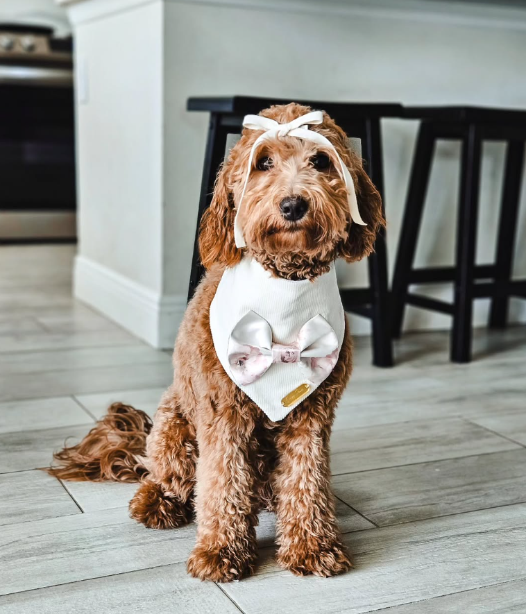 A brown and white dog is standing in front of a brick wall.