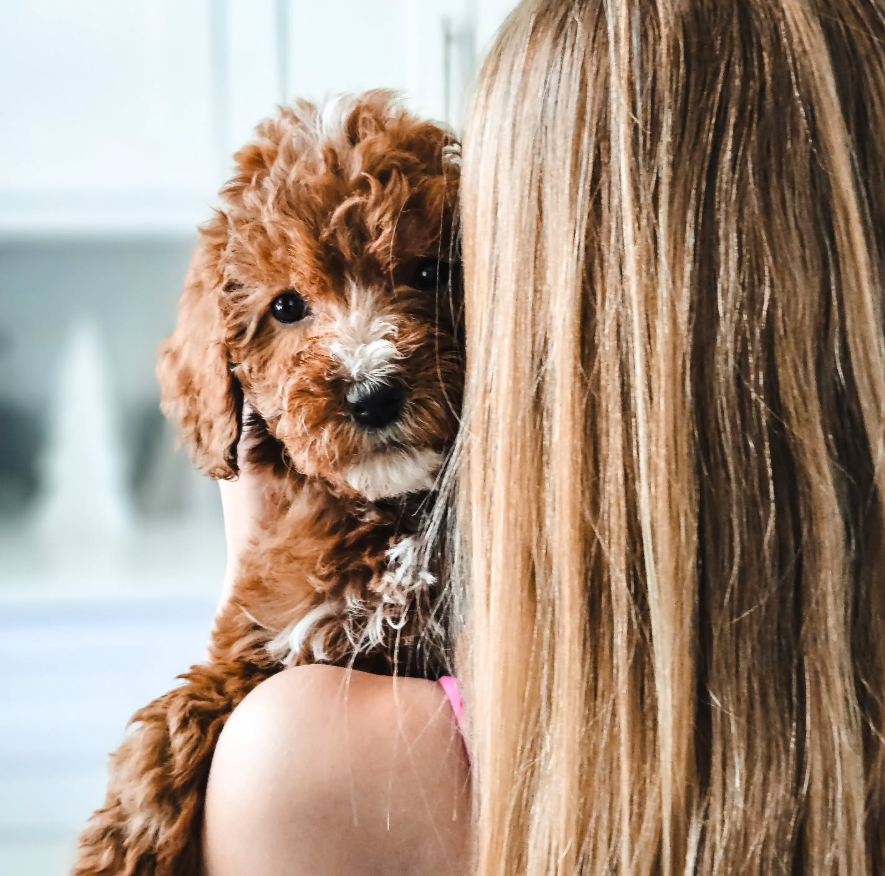 A group of puppies standing next to each other in the grass.