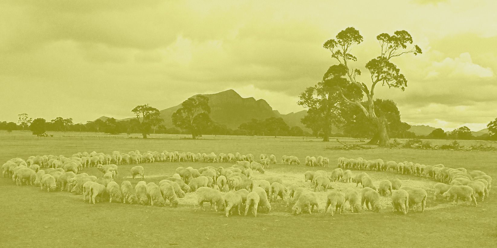 Olive green monotone image of a circle of sheep feeding in a paddock, Australian trees and mountains in background