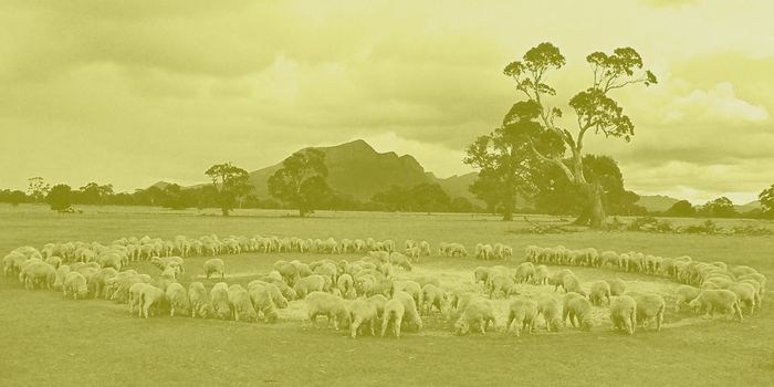 Olive green monotone image of a circle of sheep feeding in a paddock, Australian trees and mountains in background