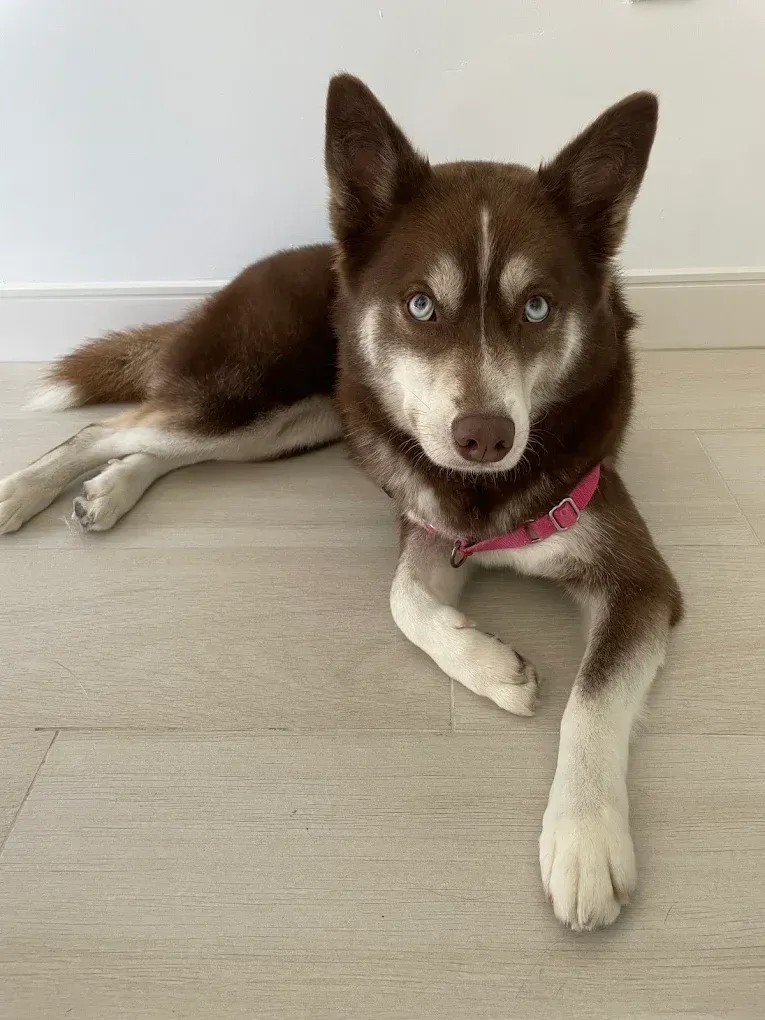 Brown and white husky with blue eyes wearing a pink collar, resting on a light-colored floor.
