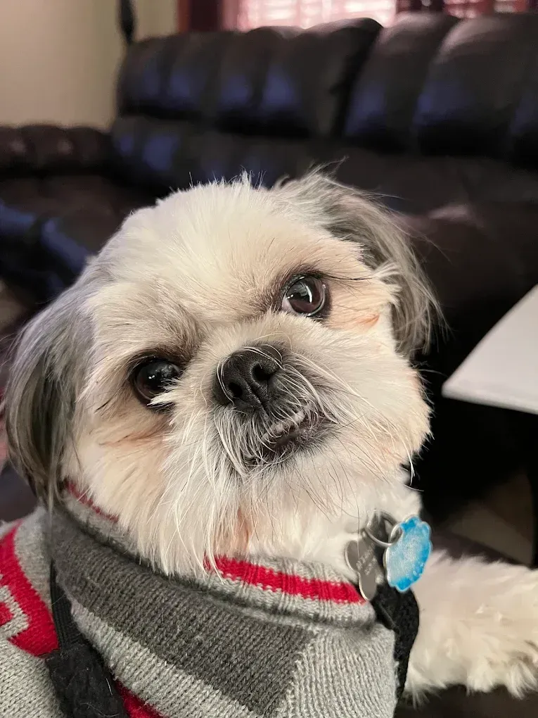 Shih Tzu dog in a gray and red sweater, looking at the camera with a curious expression.