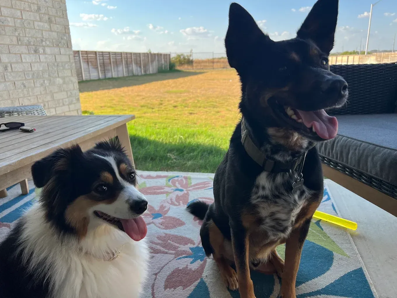 Two dogs sit outside, one black and brown, one black, white, and brown, both panting.