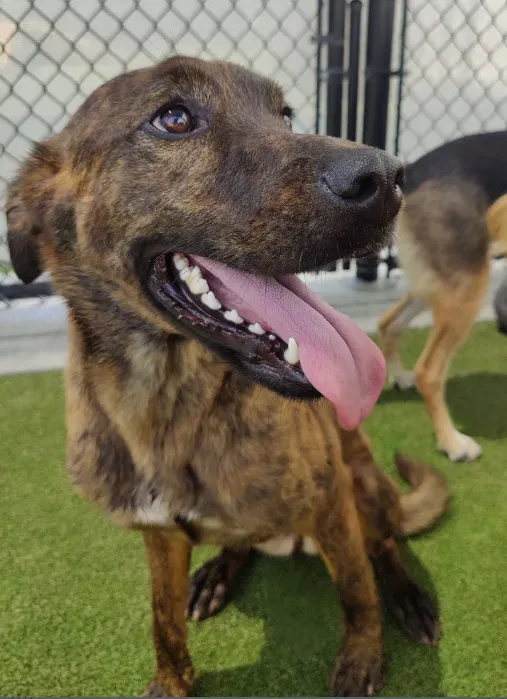Brindle dog with tongue out, sitting on green turf, smiling. Another dog visible in background.