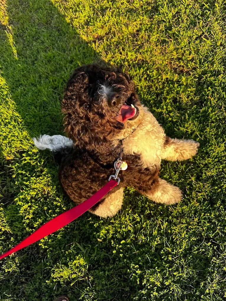 Dog lying on grass, belly up, tongue out. Black and tan fur, red leash. Outdoors.