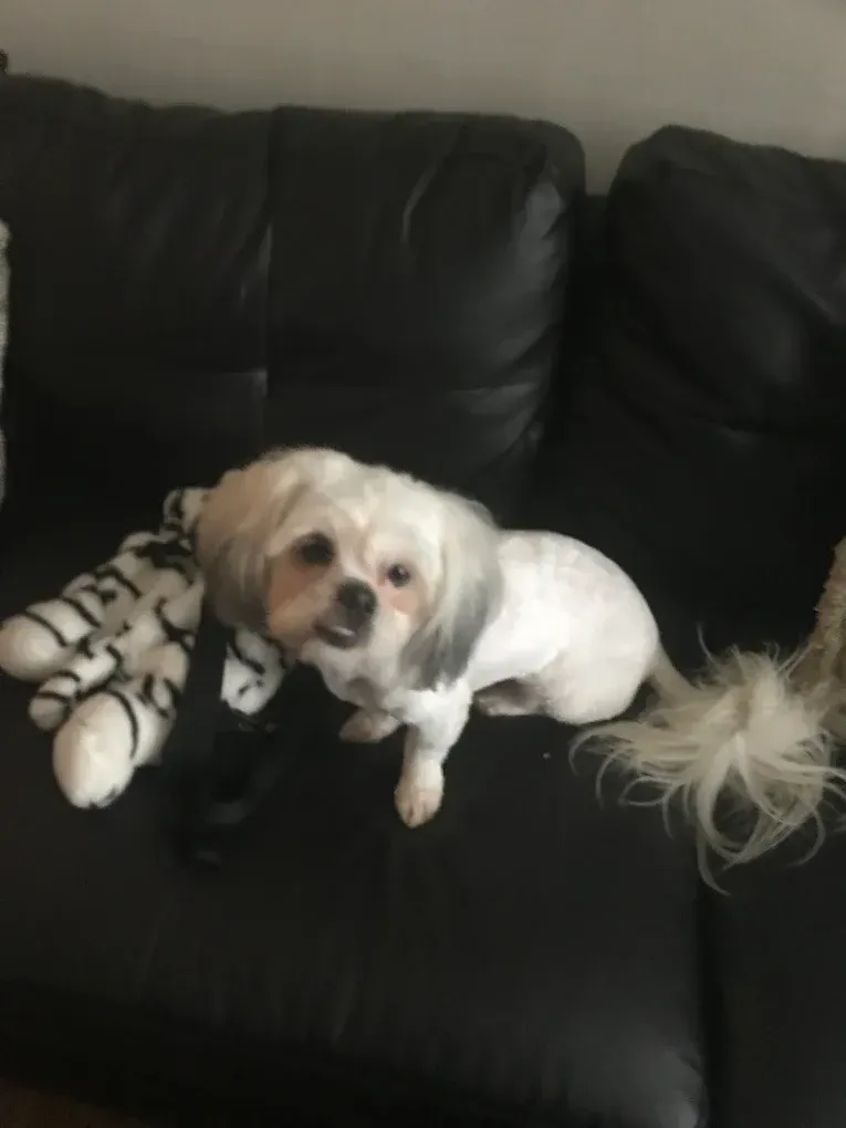 White and gray dog with short fur sits on a black couch with a stuffed animal, looking forward.