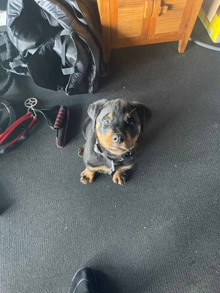 Rottweiler puppy looking up, sitting on a dark patterned floor. Black and tan fur.