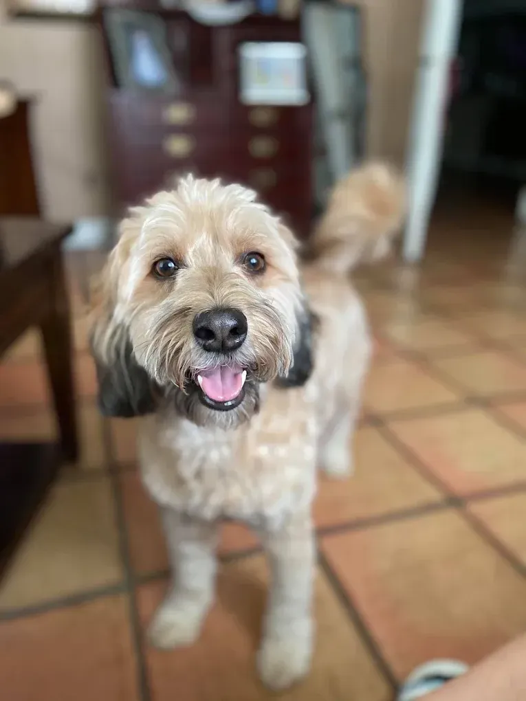 Smiling, tan and black-eared dog standing on terracotta tile floor in front of a dark dresser.