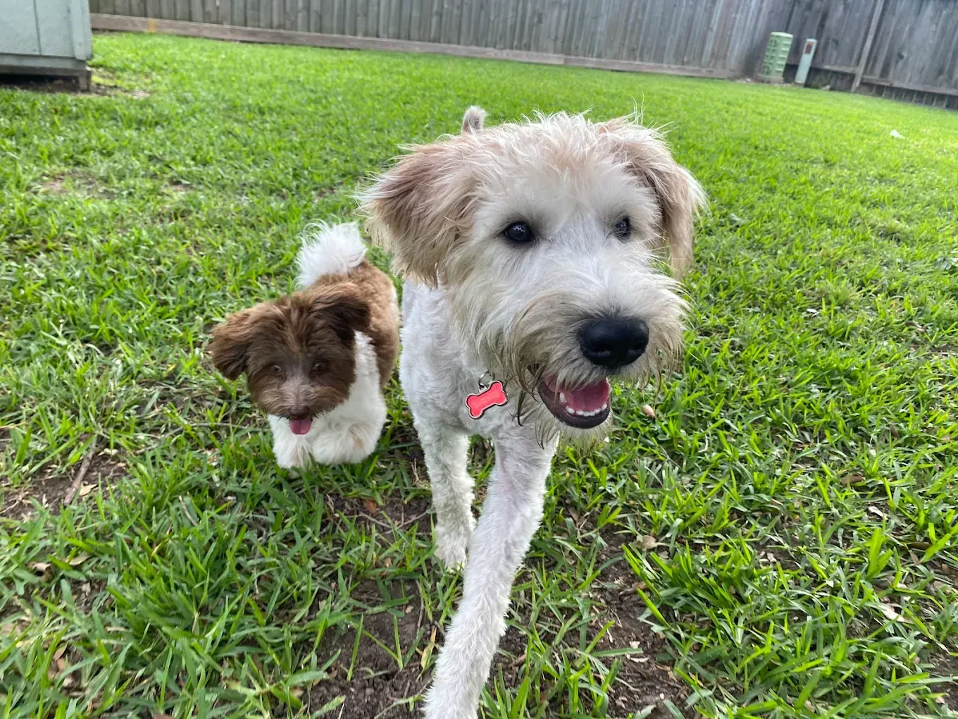 Two dogs in a grassy yard; a cream-colored dog runs towards the camera, followed by a brown and white dog.