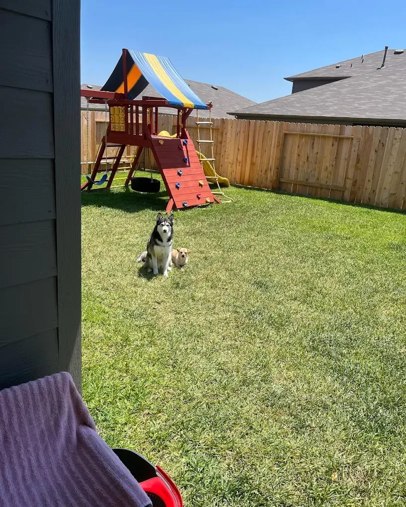 Two dogs sit in a sunny backyard with a play structure; a husky and a tan dog on green grass.