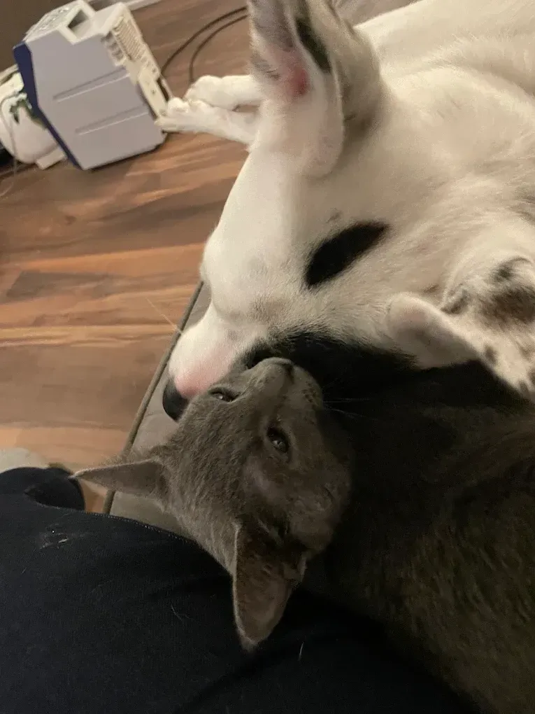Gray cat nestled against a white and black dog, both on a person's lap.