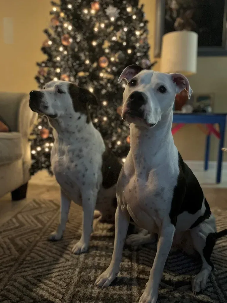 Two white and brown dogs sit on a rug in front of a decorated Christmas tree.