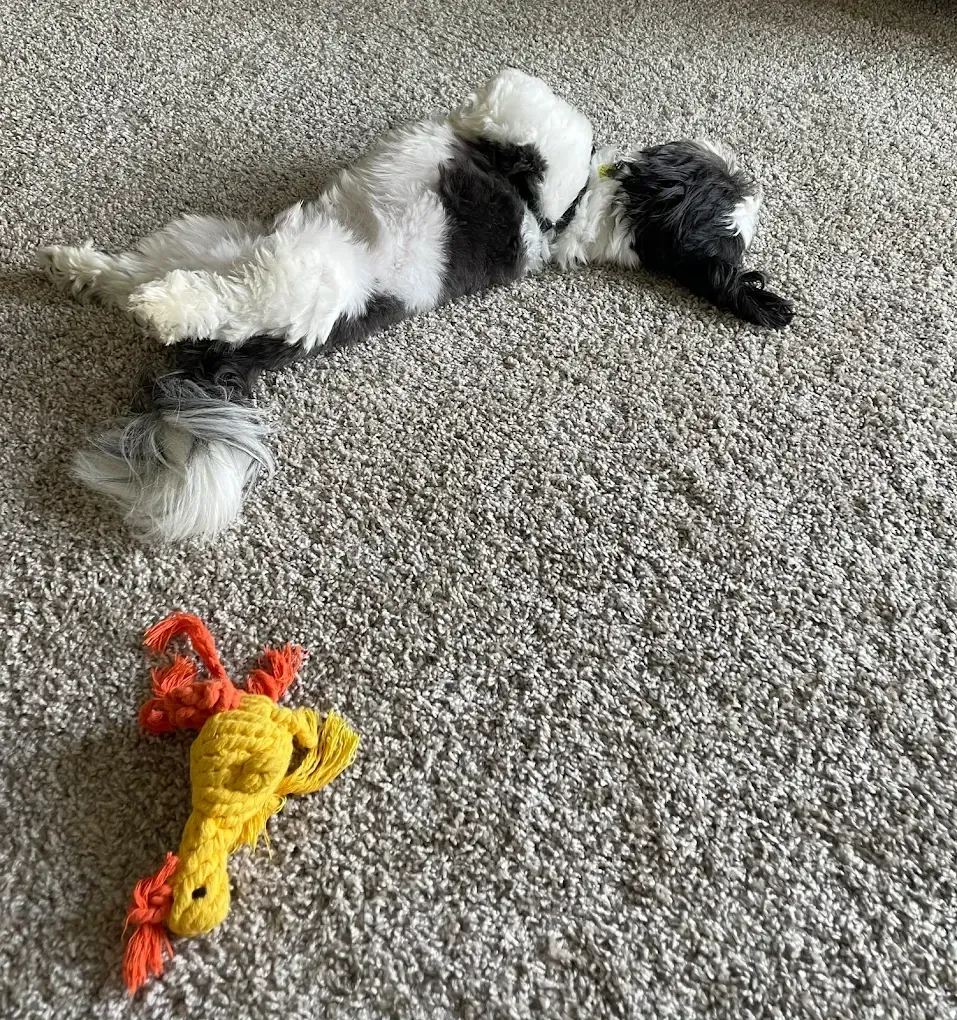 Dog toy on carpet next to a black, white, and gray dog toy.