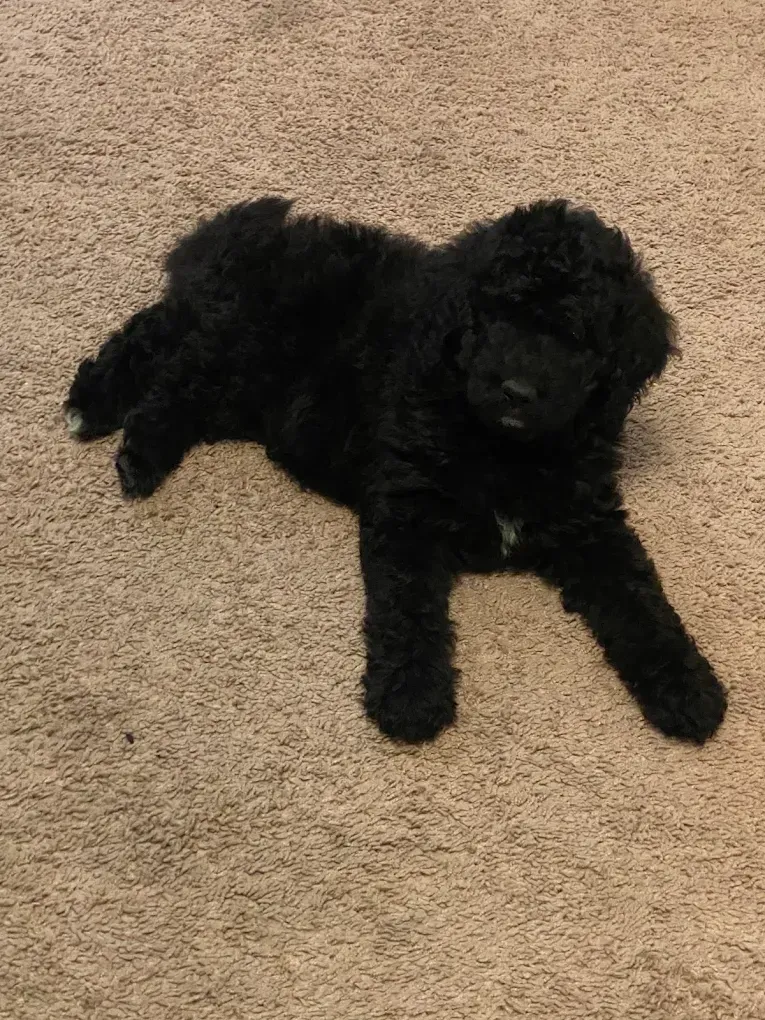 Black puppy with curly fur lying on beige carpet.