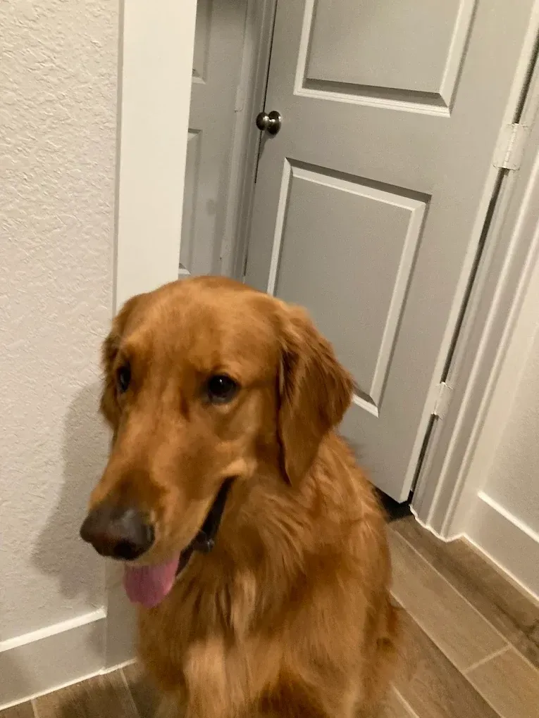 Golden retriever dog indoors, looking at camera with tongue out.