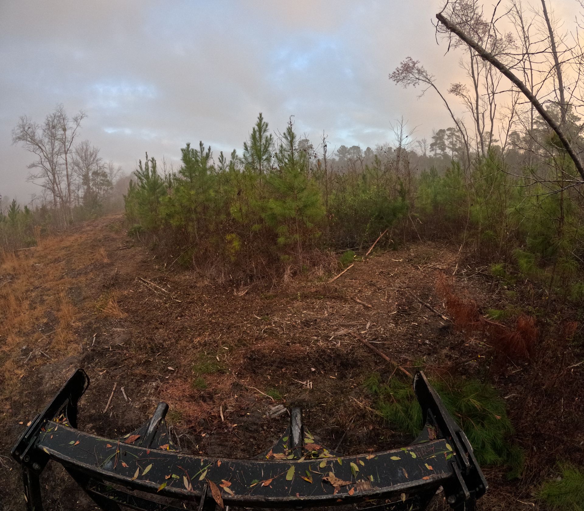 View from the cab of a forestry mulcher facing a clearing with small pine trees and overcast skies.
