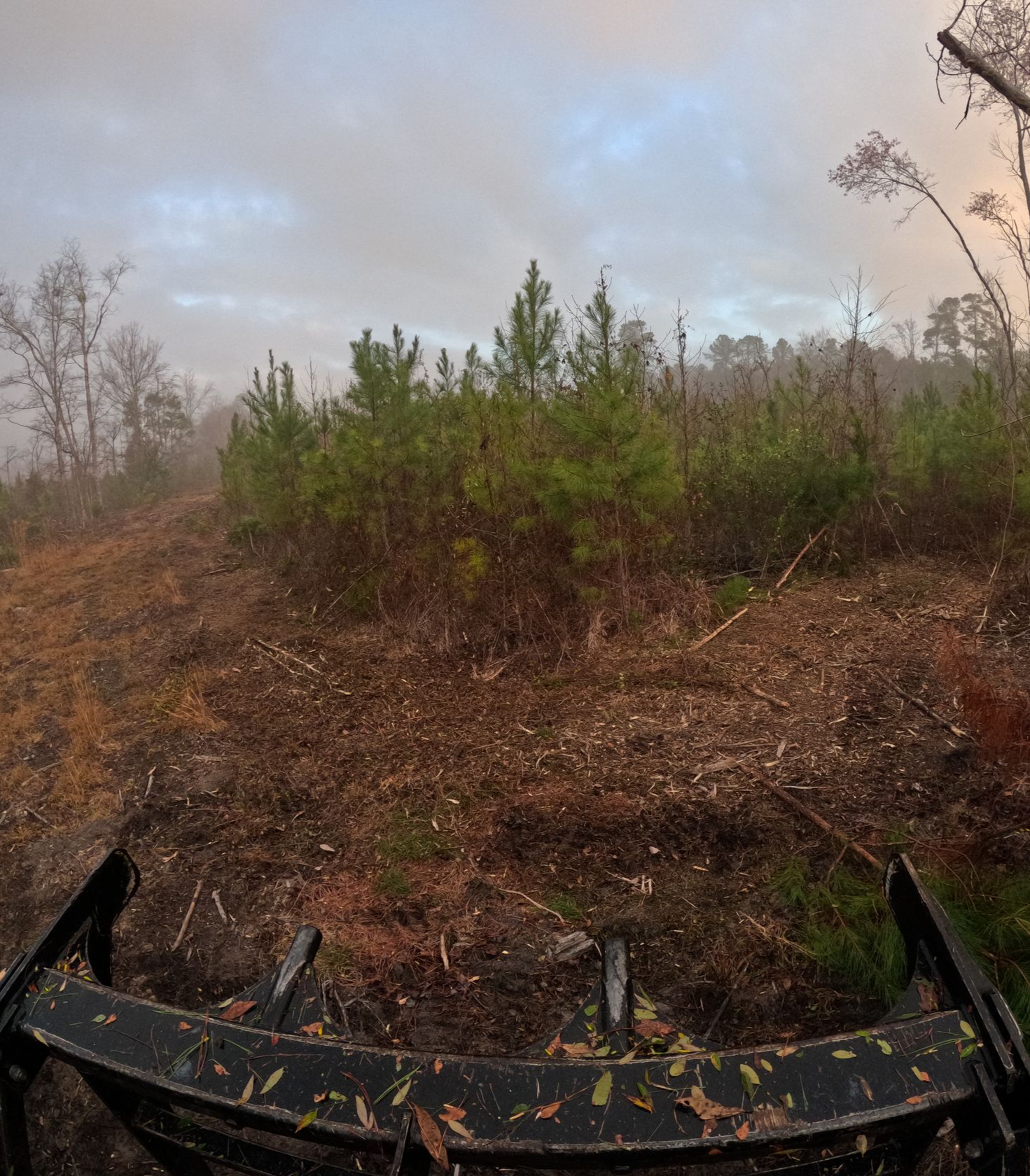 View from a skid steer looking out over a clearing toward a stand of young pine trees under a cloudy sky.