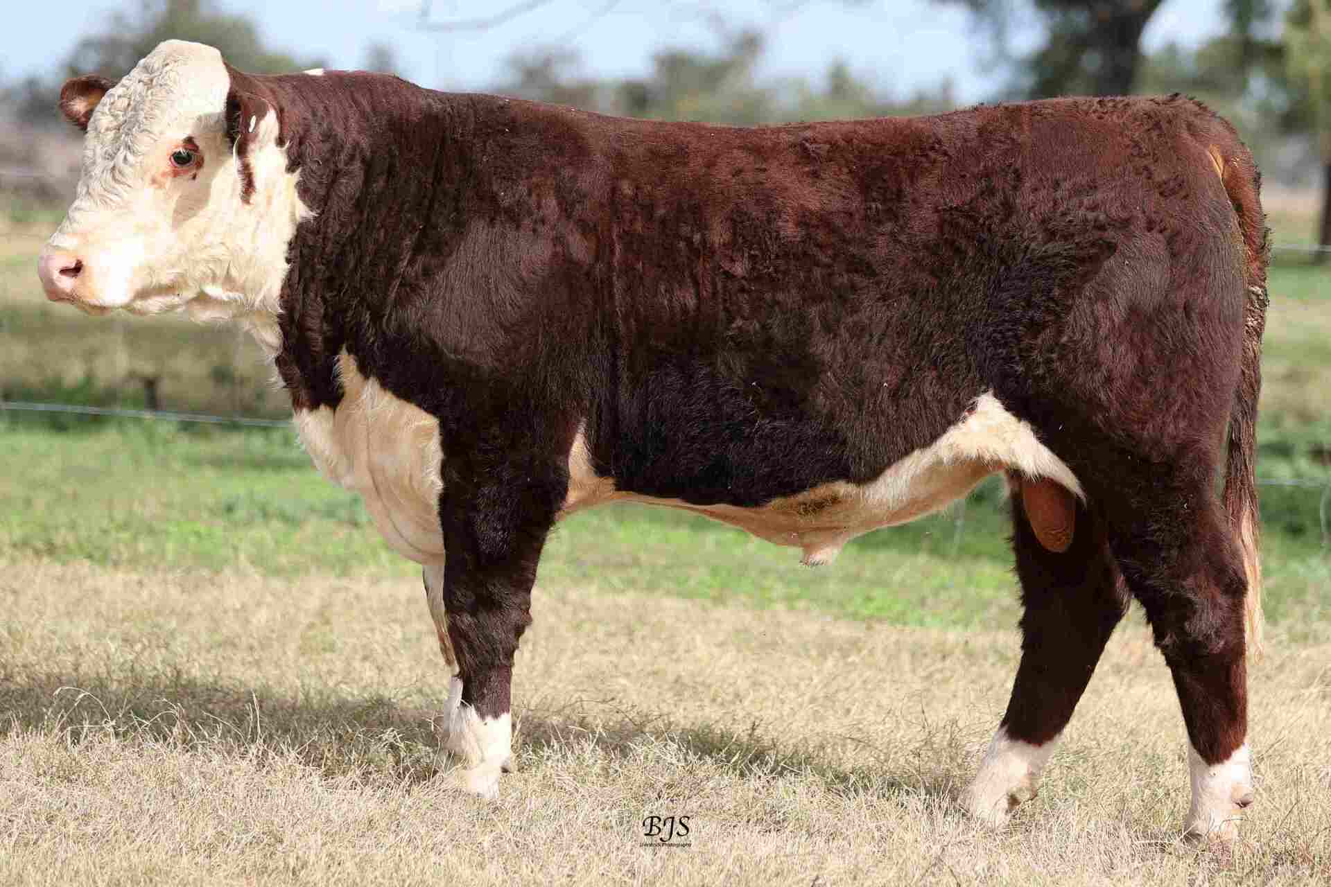 Merawah Poll Hereford Stud Boggabilla, NSW Home
