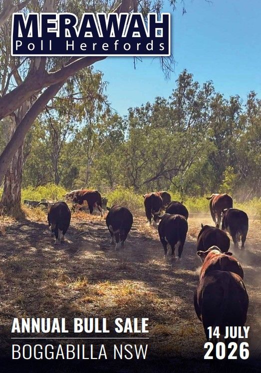 Merawah Poll Herefords Sale Cata 2025