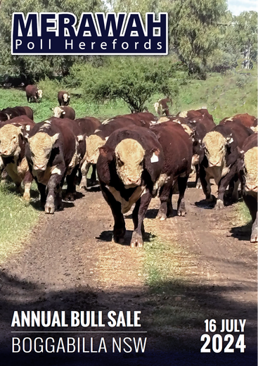 merawah poll herefords