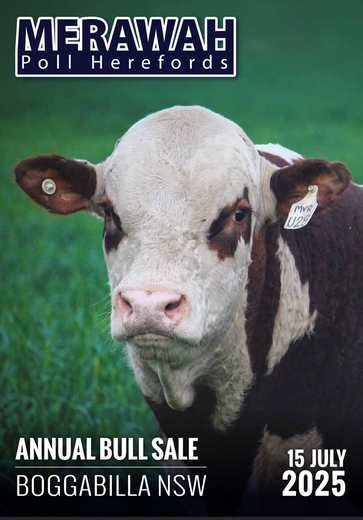 merawah poll herefords