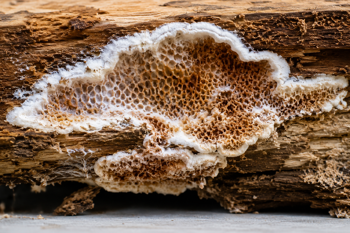 Croissance fongique blanche sur du bois brun en décomposition, formant un délicat motif en nid d'abeille.