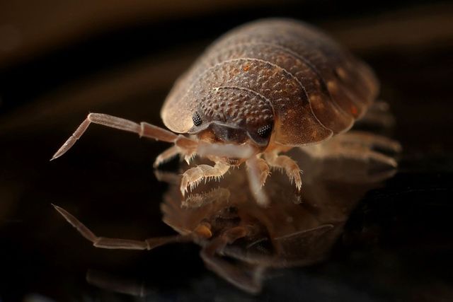 Gros plan d'un cloporte brun à carapace segmentée et antennes sur une surface sombre et réfléchissante